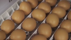 Видео обзор автоматического инкубатора для яиц "SITITEK 36"