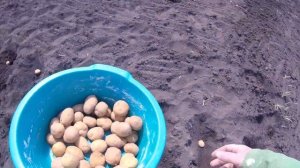 КАРТОФЕЛЬ ИЗ СЕМЯН 3-Й ГОД ПОСАДКА