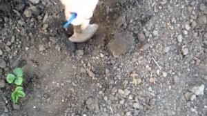 Осенняя посадка клубники, бабушкин метод