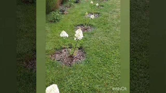 Гортензия Полар Бир "РolarBear". Живая изгородь смотреть онлайн