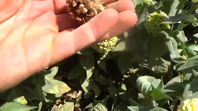 Просто шикарные Цинии. ДАВНО ИСКАЛ ТАКОЙ СОРТ. Фирма PanAmerican Seed серия Double Zahara.