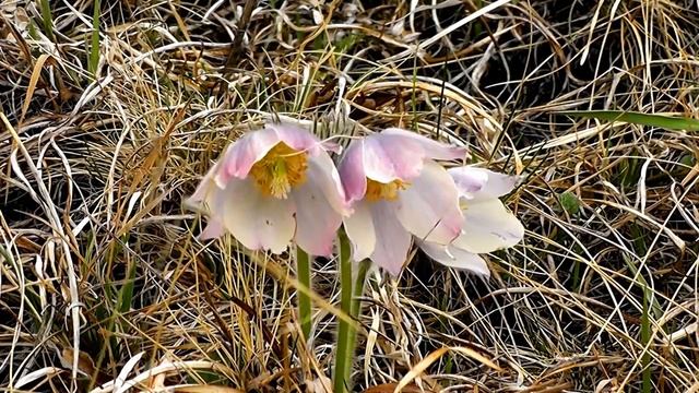 сон трава,подснежник смотреть онлайн