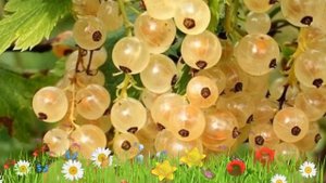 Смородина белая Виксне ? Обзор: посадка и уход. саженцы смородины Виксне: описание и особенности