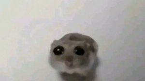 Грустный хомяк с грустной музыкой. #хомяк #грустныймем #хомякмем