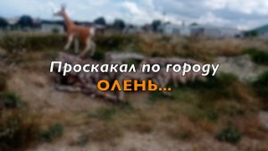 Пробежал по городу Олень...