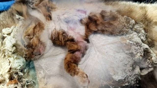 ? Уличного кота облили монтажной пеной и посыпали пурпуром.. в таком состоянии он пришел к людям.. смотреть онлайн