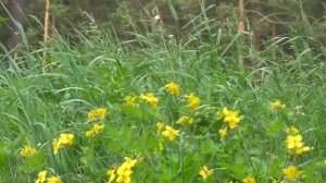 Оздоровление системы дыхания (без муз.) Лечебные настрои академика Сытина Г.Н.