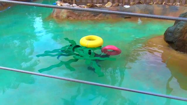 Морские котики возле отеля. Чистка бассейна. смотреть онлайн