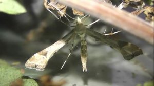 ИНСЕКТАРИЙ: 192. Пальцекрылка Мать-и-Мачеховая (Platyptilia gonodactyla)