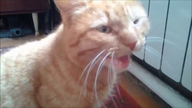 ХВАТИТ О СУРЬЁЗНОМ \ СОВСЕМ СКОШАТИЛСЯ!!!
