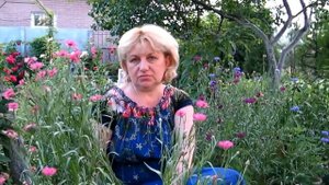 ЦВЕТЫ ВАСИЛЬКИ В САДУ И ДЛЯ ЗДОРОВЬЯ. ВЫРАЩИВАНИЕ, РАЗМНОЖЕНИЕ, ЛЕЧЕБНЫЕ СВОЙСТВА