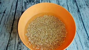 Проращивание зелёной гречки