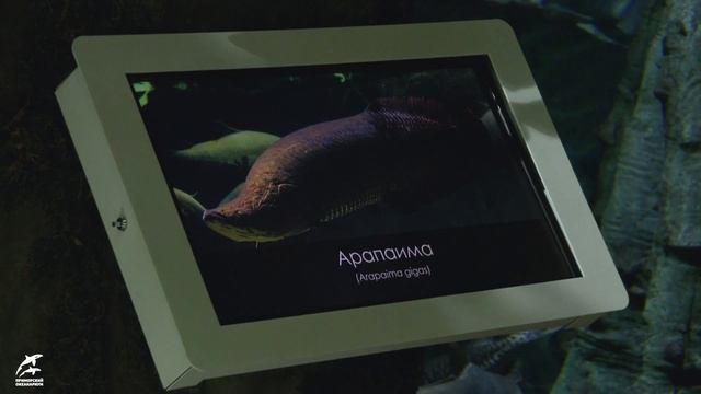 Жемчужина тропического леса: крупные хищники пополнили экспозицию океанариума смотреть онлайн