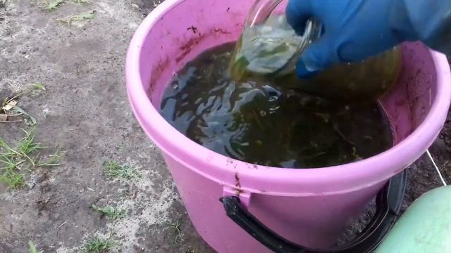 ОГОРОДНЫЕ ДЕЛА. ЧУДО ПОДКОРМКА ДЛЯ ЛУКА И КАПУСТЫ. смотреть онлайн