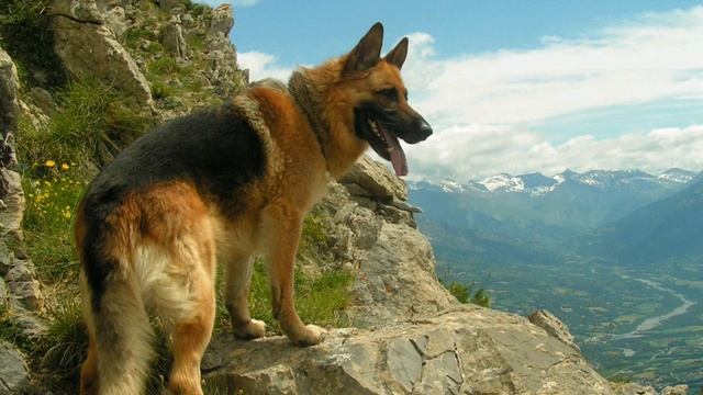 Как научить собаку команде лежать? смотреть онлайн