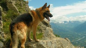 Как научить собаку команде лежать?