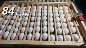 incubator Eggs tray motor testing with 84 eggs diy wood tray