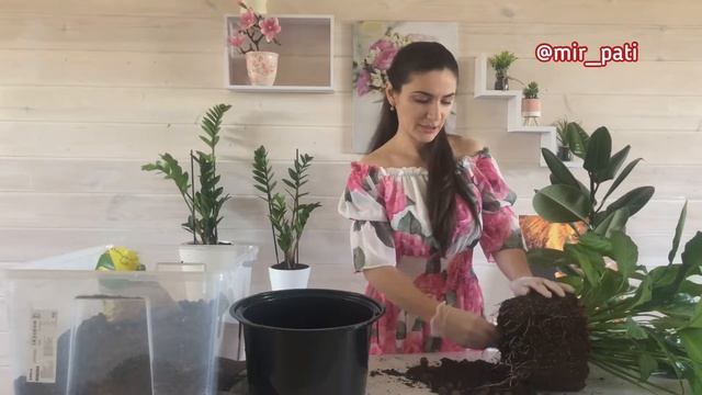 ПОСЛЕ ТАКОЙ ПЕРЕСАДКИ СПАТИФИЛЛУМ ЕЩЁ ПЫШНЕЕ ЗАЦВЕТЁТ! смотреть онлайн