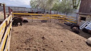 В Хозяйстве у Сабита - Разведение Индюков "первый опыт"