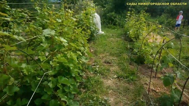 Шпалера для винограда своими руками.Шпалера из арматуры.