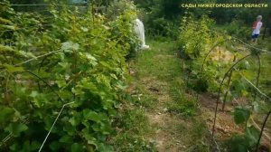 Шпалера для винограда своими руками.Шпалера из арматуры.
