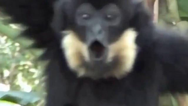 SNAKE & SIAMANG & MONKEY & COCKATOO (ANIMALS WORLD) - Coffin Dance X Baby Shark COVER смотреть онлайн