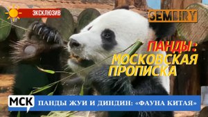 ПАНДЫ ЖУИ И ДИНДИН: ФАУНА КИТАЯ В ЗООПАРКЕ. ЭКСКЛЮЗИВ. МСК. Выпуск от 23.10.2022