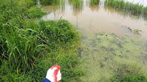 Охота с рогаткой на сазана.