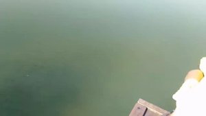 ловля окуня на живца