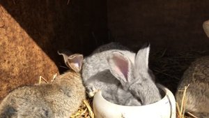 Ризены в каком возрасте можно покрывать.