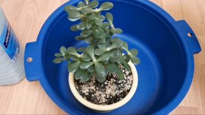 Денежное дерево, толстянка. Как избавиться от мошек на комнатных растениях.