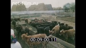 Куйбышевский район 1985 год. На встречу фестивалю...фрагмент из колхоза  " Азербайджан"