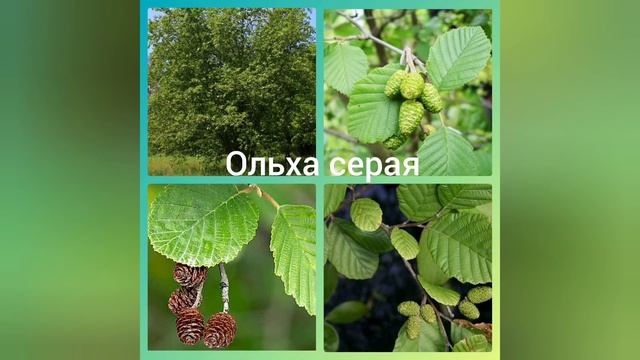 ЛИПА мелколистная, ОЛЬХА серая и РЯБИНА обыкновенная. Лекарственные СВОЙСТВА растений смотреть онлайн