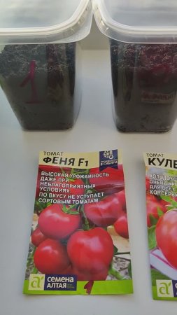 Садово-огородный сезон открыли, посадили помидоры не требующие пасынкования