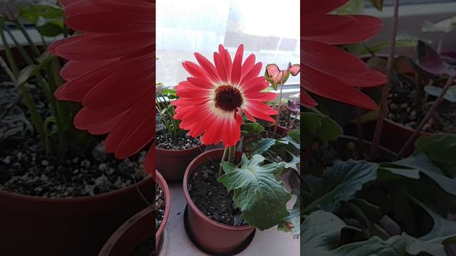 Гербера, совсем не капризуля, растёт и в грунте, и в горшке. смотреть онлайн