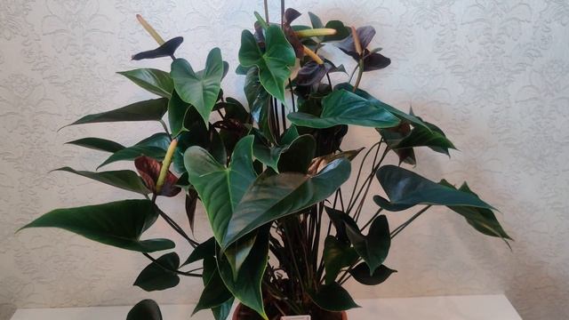 #ЦветыВместе Антуриум Блэк Лав Anthurium Black Love 21/75 (UltraHD #4K #3840p60FPS) смотреть онлайн