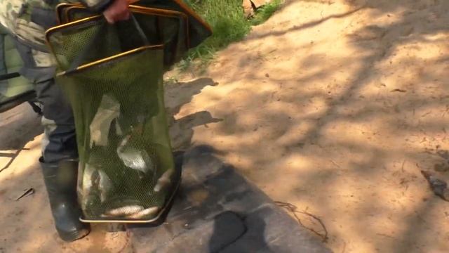 Улов 27.07.22 на реке Суда. смотреть онлайн