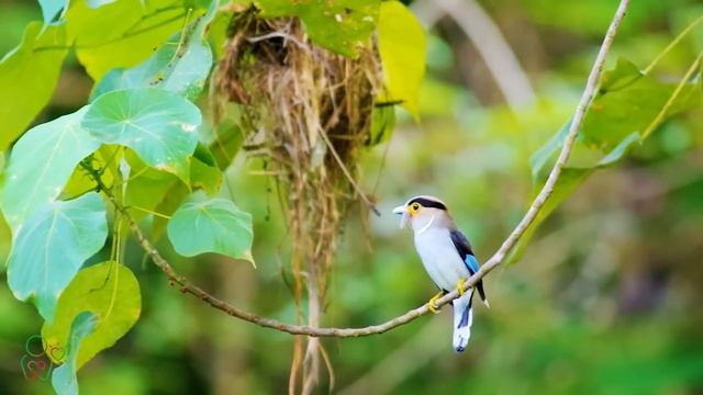 Нежная музыка, успокаивает нервную систему и радует душу ? лечебная музыка для сердца и сосудов #1 смотреть онлайн