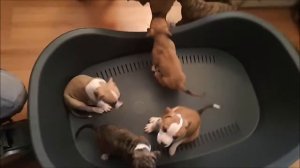 Щенки Американского Стаффордширского Терьера