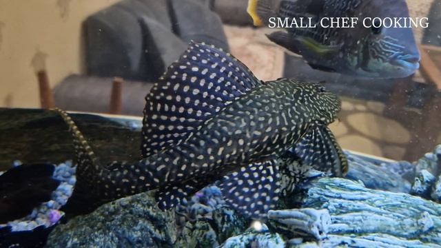 pizza with chicken ? ? ? \ best pizza recipe. пицца с курицей ? ? ? \ лучший рецепт пиццы смотреть онлайн