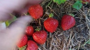 Сорт клубники Роксана из рассады фриго. Удачные сорта в моей коллекции