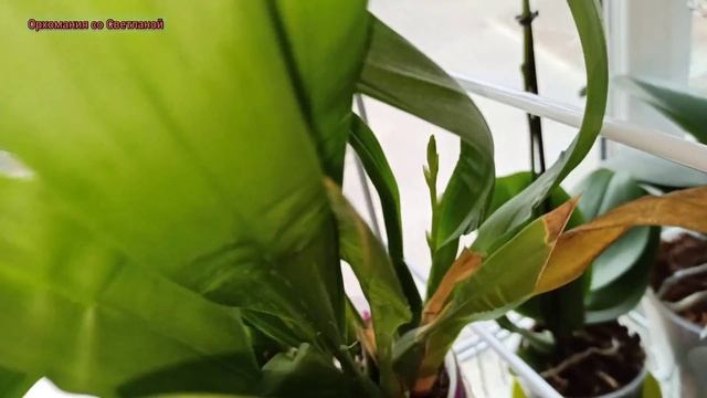 Новый стеллаж для орхидей на окне. смотреть онлайн