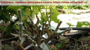 Прививка винограда- 4 побега из почки привоя- оставлять или убирать? Пузенко Наталья Лариасовна