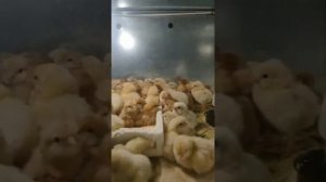 Инкубатор "Умница" отличный вывод цыплят и обзор инкубаторов.