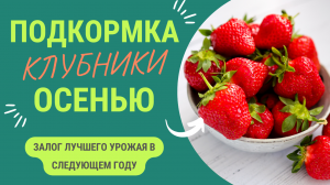 Последняя осенняя подкормка клубники в этом году - дает отличный прирост к урожаю!