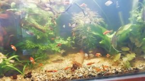 Аквариум на балконе