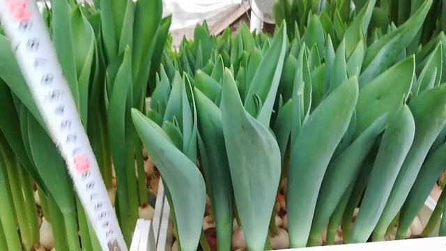 Выгонка тюльпанов к 8 Марта на субстрате и гидропонике. Сравнение сортов! смотреть онлайн