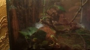 Квакша обыкновенная кормление