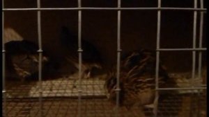 Перепела. Содержание разведение.