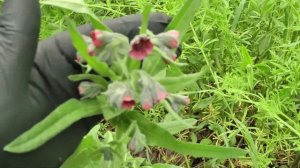 Лекарственные растения мая "Чернокорень лекарственный"